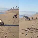 cani disabili spiaggia