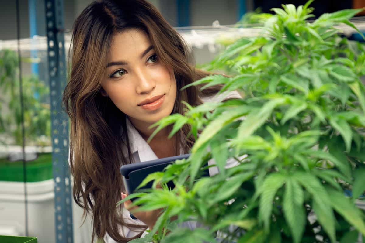 cannabis legale e marijuana legale