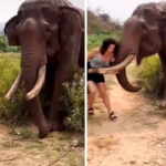 elefante infastidito