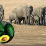 elefanti Kenya avocado