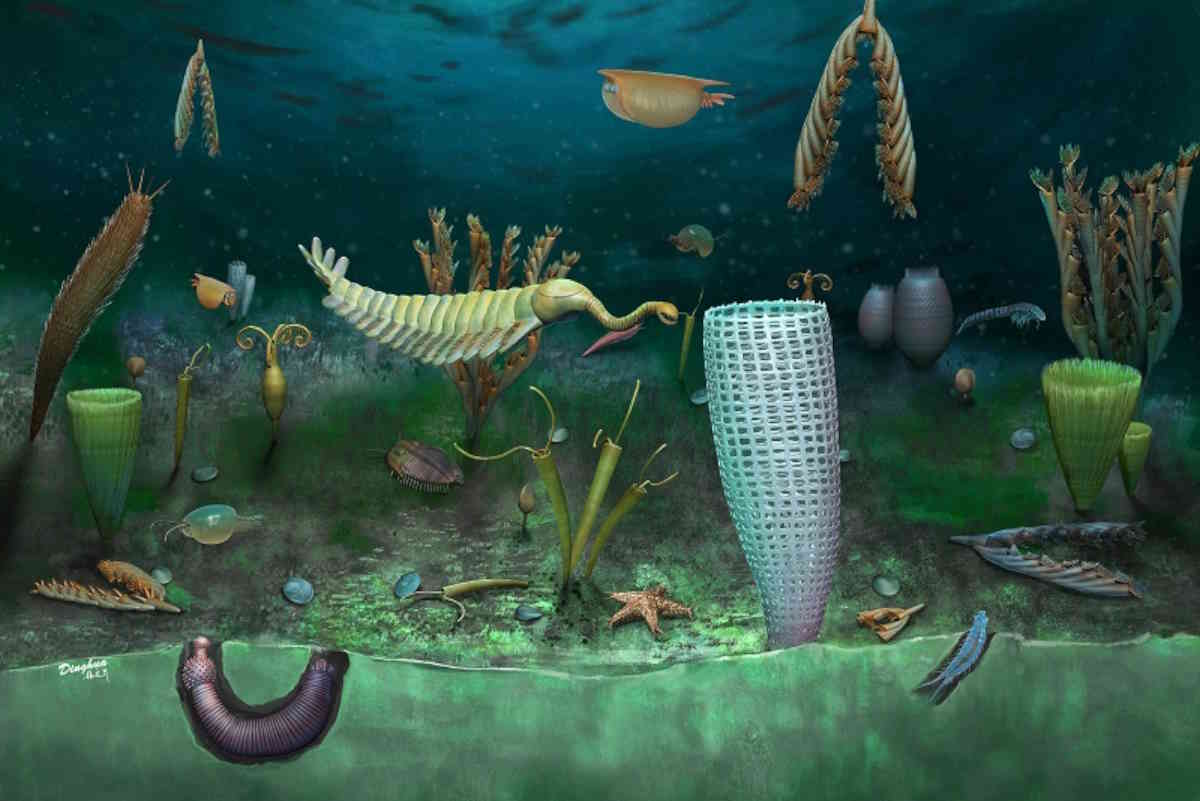 fossili conservati mare 462 milioni anni fa