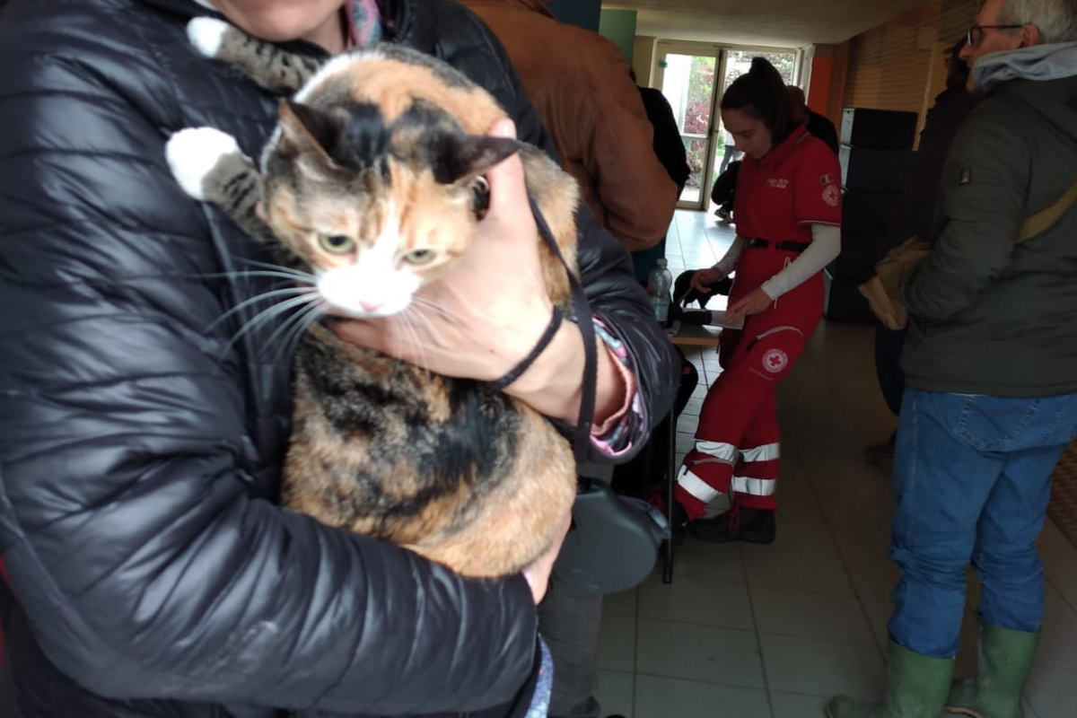 Canili e cittadini dell'Emilia-Romagna stanno offrendo riparo gratuito agli  animali colpiti dalle alluvioni: così la solidarietà vince sulla paura -  greenMe