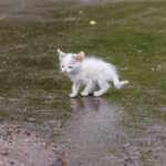 gatto pioggia