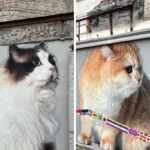 murales gatti shanghai