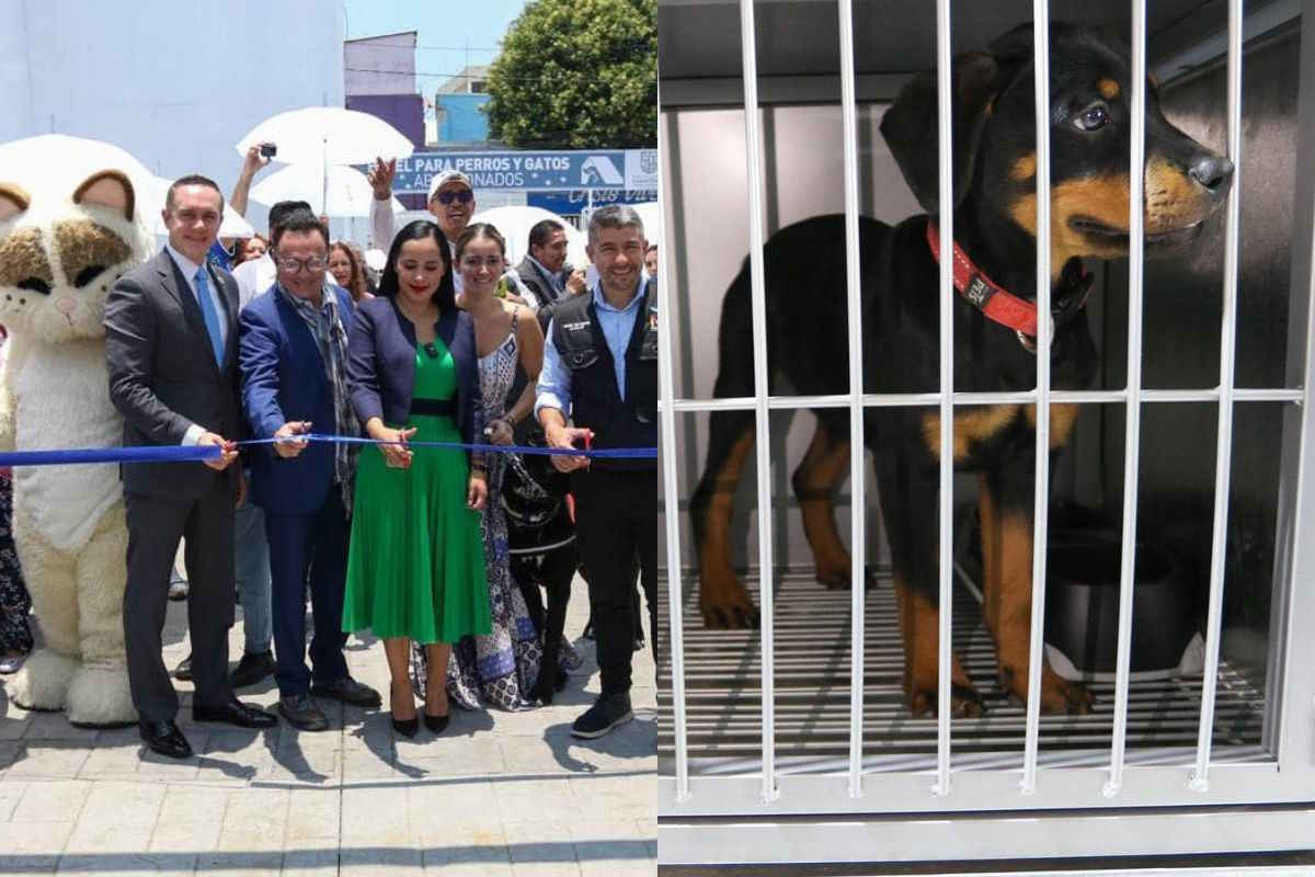 Inaugurado el primer “hotel” en México para acoger y cuidar perros y gatos abandonados
