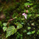 nuova specie begonia