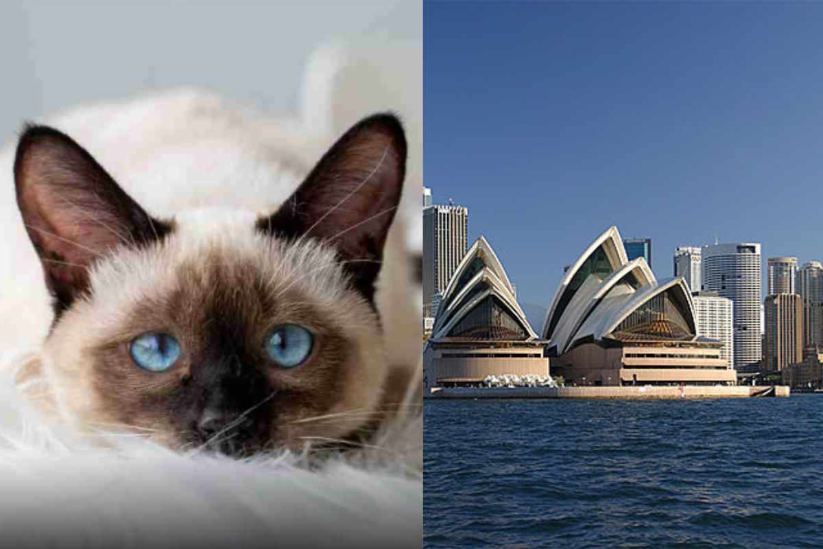 Photo of Full time AAA cat groomer wanted job offer from wealthy Australian family to consider if you like felines
