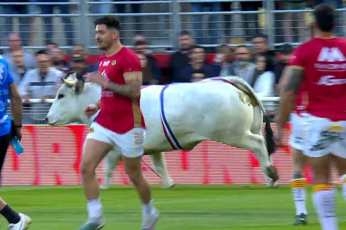 toro entra in un campo di rugby