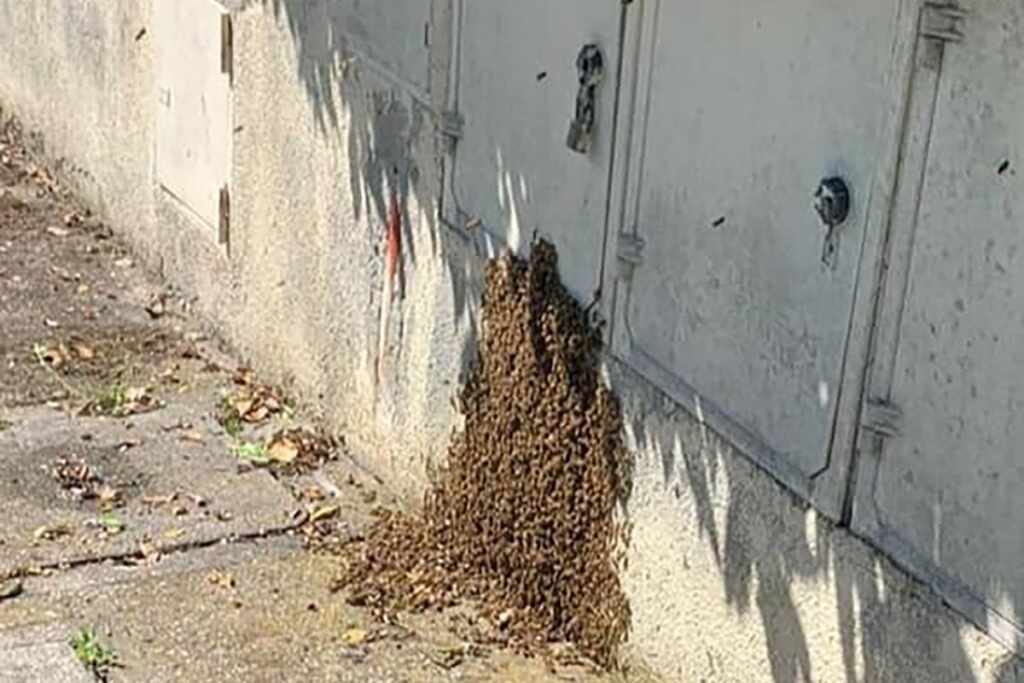 api sterminate contatore formello
