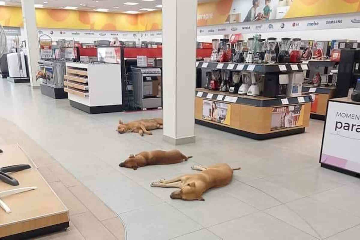 Perros abandonados por el calor recibidos en tienda mexicana.  Dueño del grupo “Es una orden tratar bien a los perros y gatos”