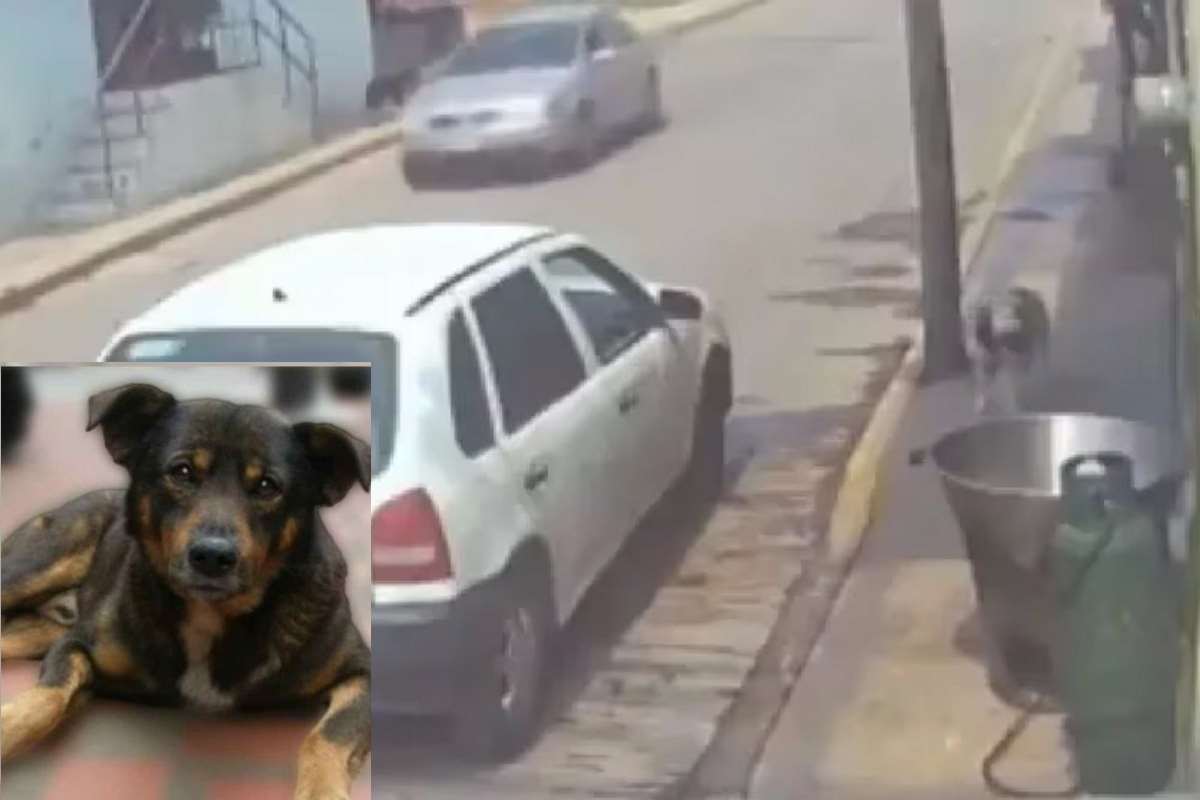Arrojaron a un pequeño perro a una olla con aceite hirviendo, causando indignación en México y más allá