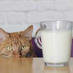 latte gatto