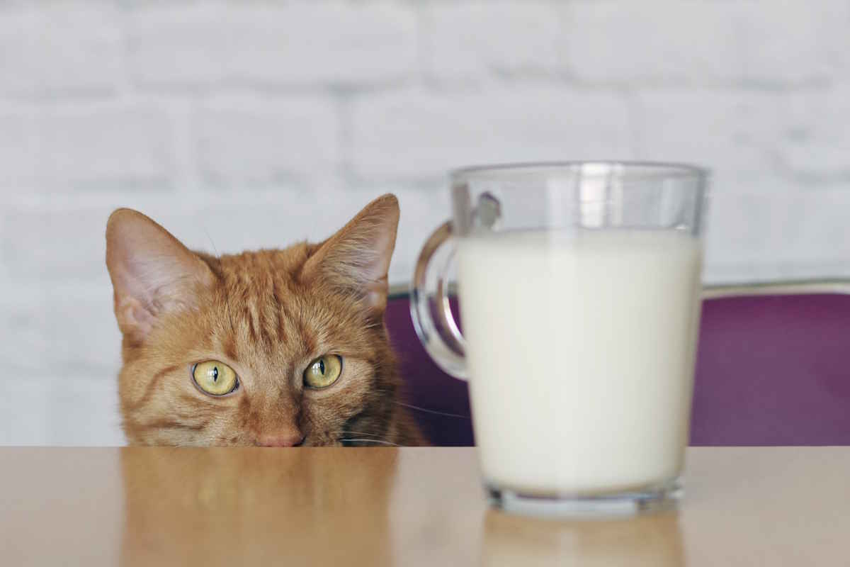 latte gatto