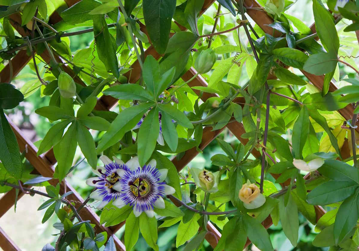 passiflora caerulea giardino
