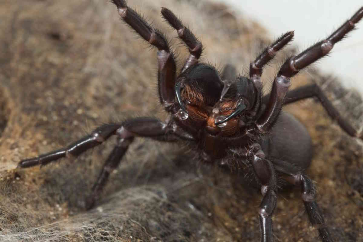 il ragno più velenoso al mondo