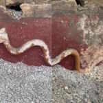serpente Pompei