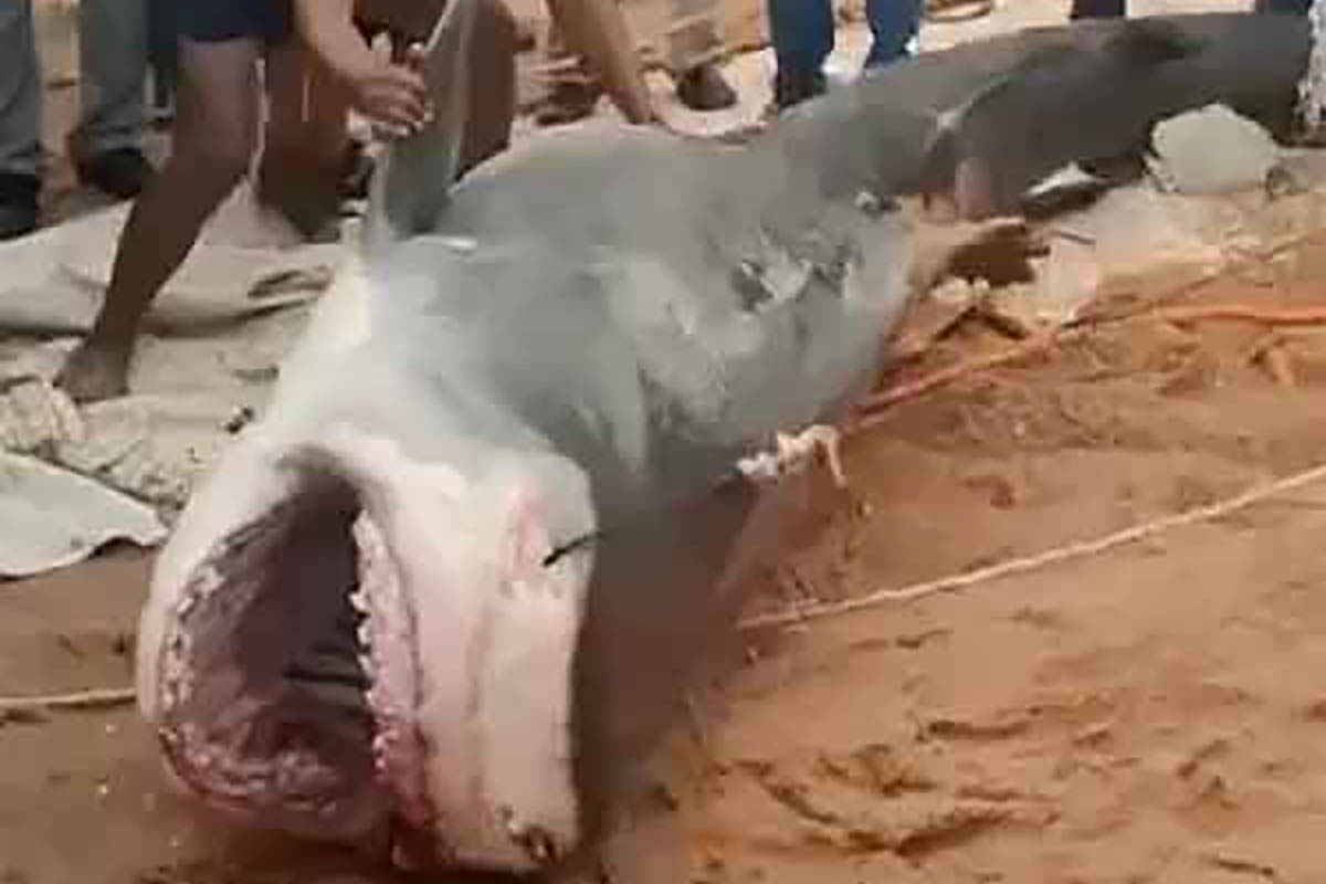 squalo tigre ucciso spiaggia
