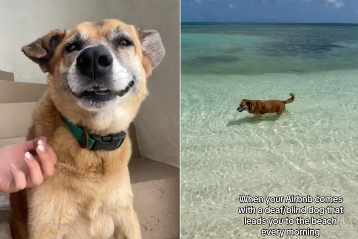 Airbnb cane sordo cieco