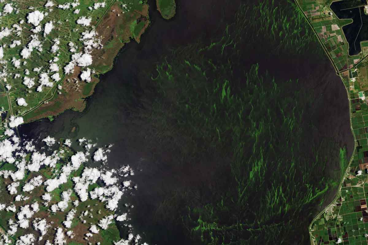 Alghe tossiche nel lago della Florida