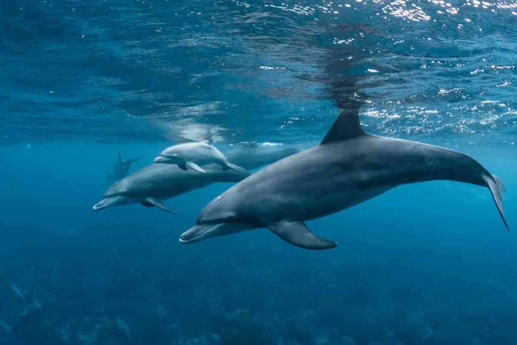 delfini tursiopi