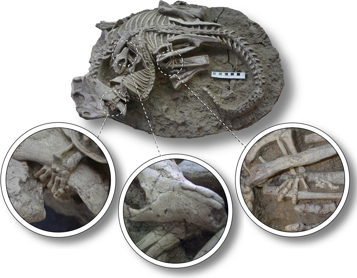 mammifero preda dinosauro fossile