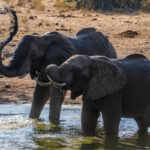 godoma elefante orfano nel fango