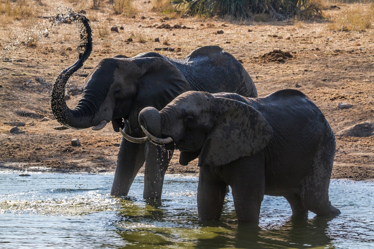 godoma elefante orfano nel fango