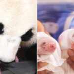 panda gemelli