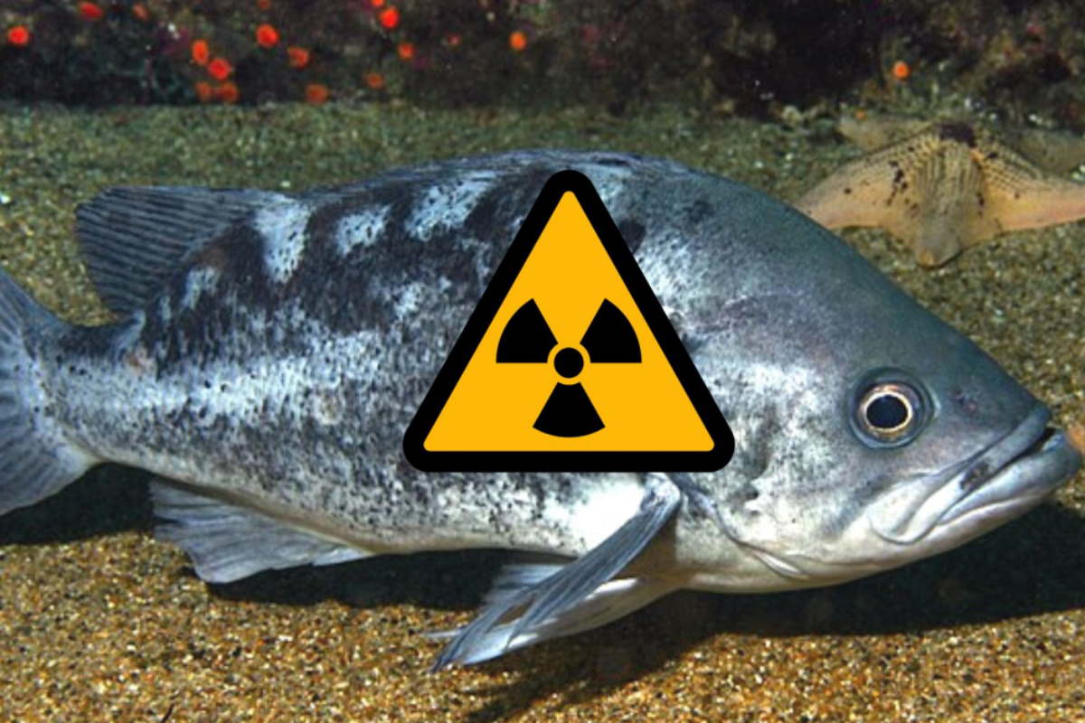 pesce radioattivo fukushima