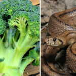 serpente fra i broccoli