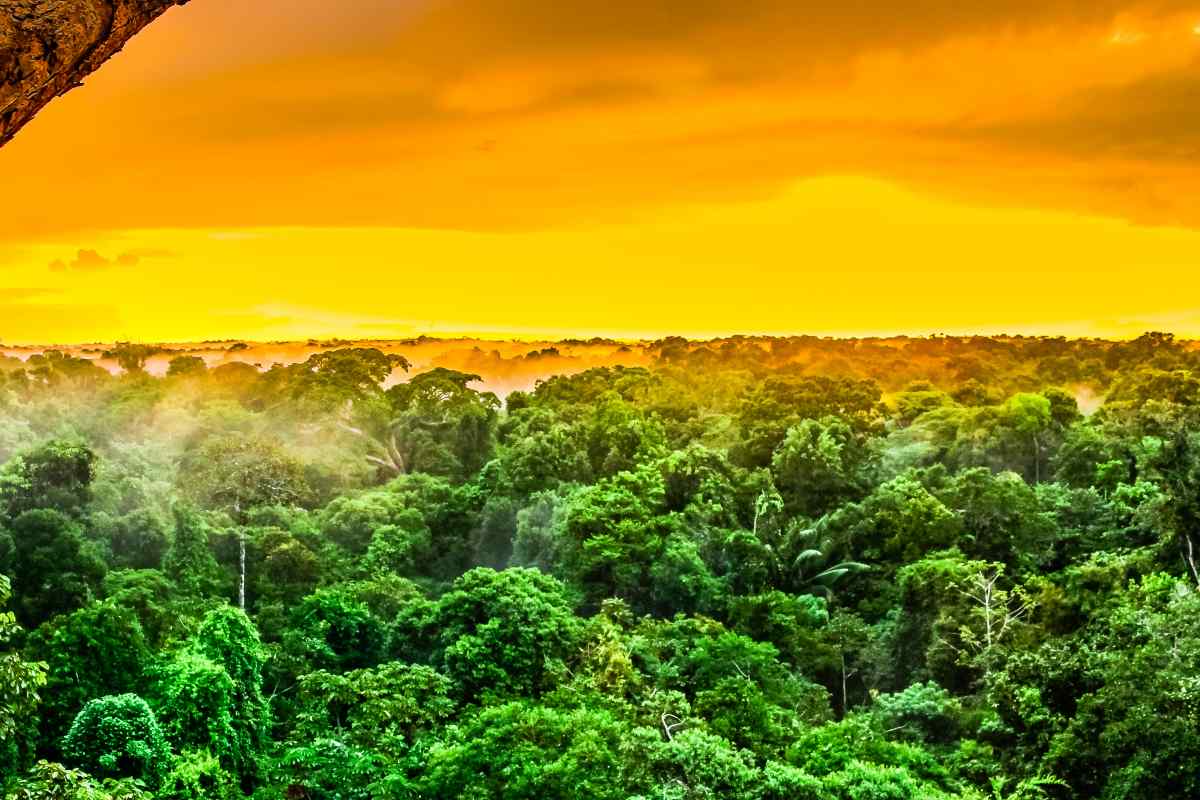 Foresta Amazzonica Brasile
