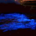 Spiagge bioluminescenti