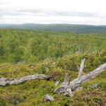 anelli alberi scandinavia