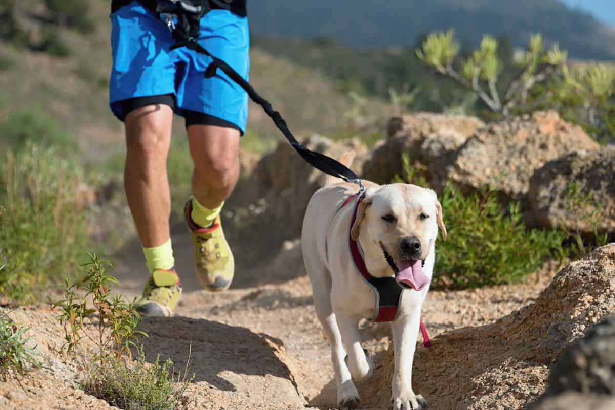 Canicross: tutto sullo sport perfetto per allenarsi col proprio cane  --- (Fonte immagine: https://www.greenme.it/wp-content/uploads/2023/08/canicross.jpg)