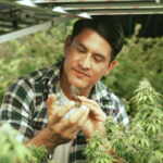 coltivazion cannabis