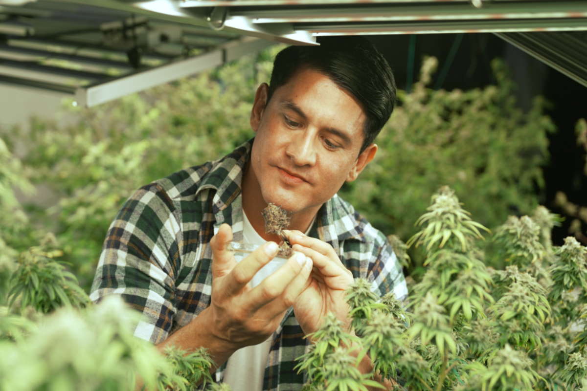 coltivazion cannabis