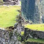 coati Machu Picchu