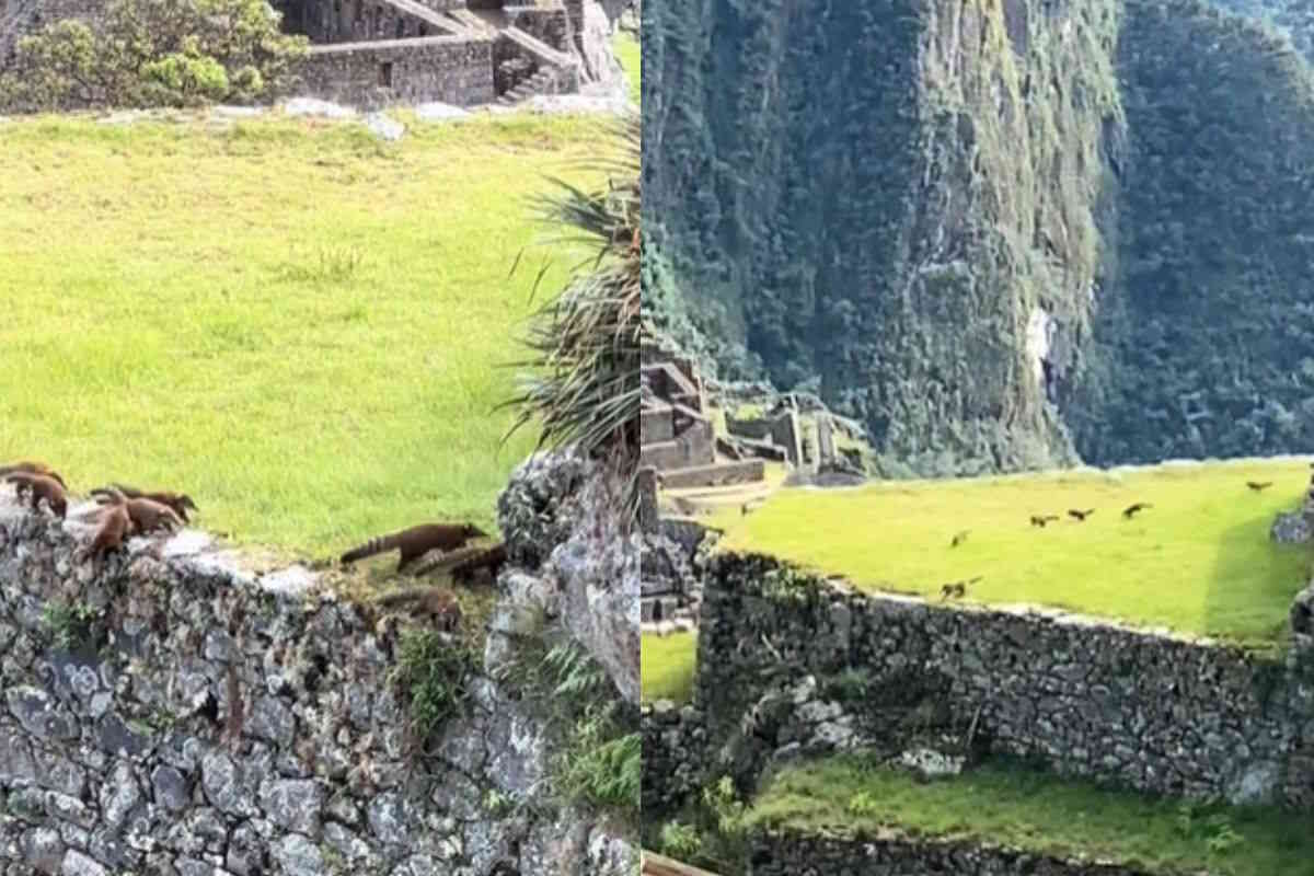 coati Machu Picchu