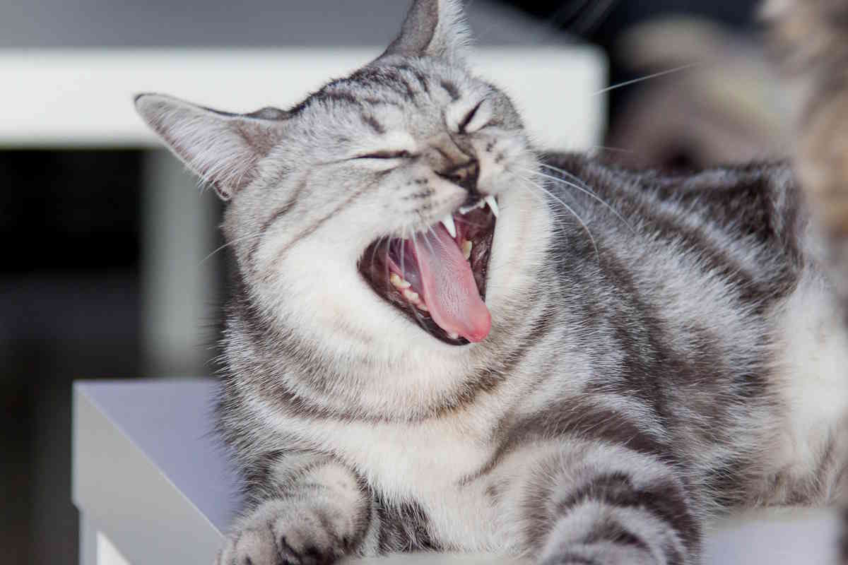 gatto lingua