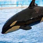 lolita orca morta dopo 50 anni cattività
