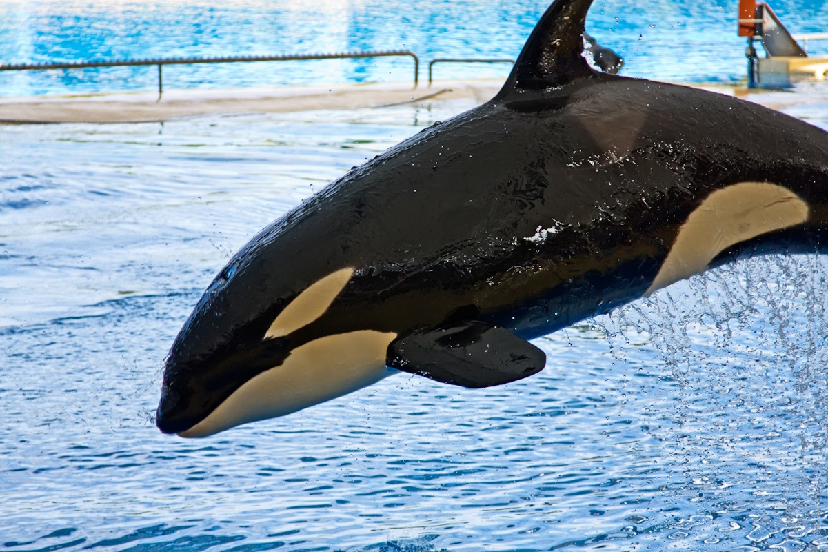 lolita orca morta dopo 50 anni cattività