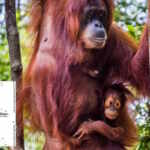 orango Sumatra