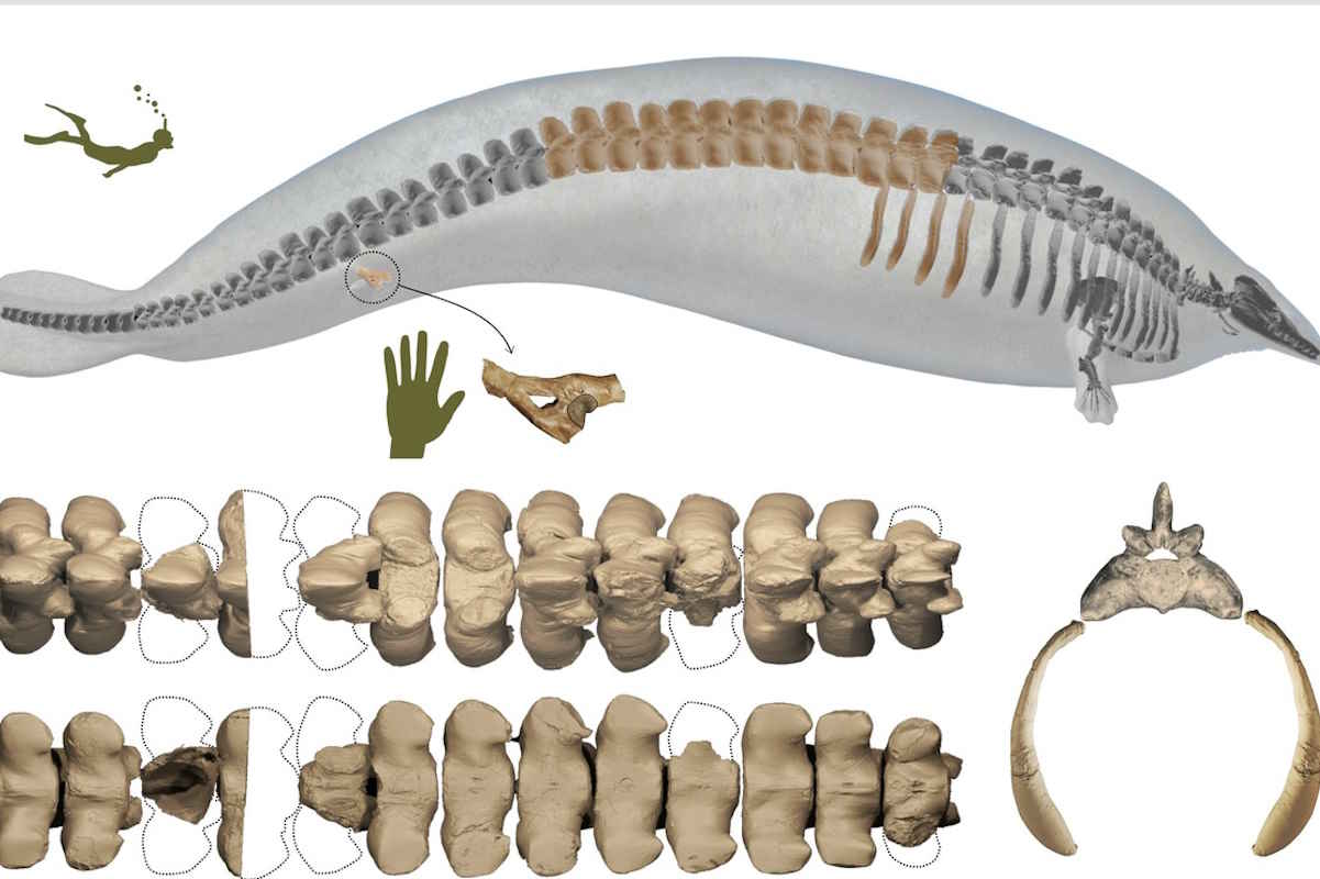 ossa cetaceo