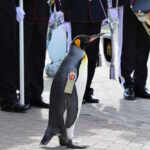 pinguino Nils Olaf