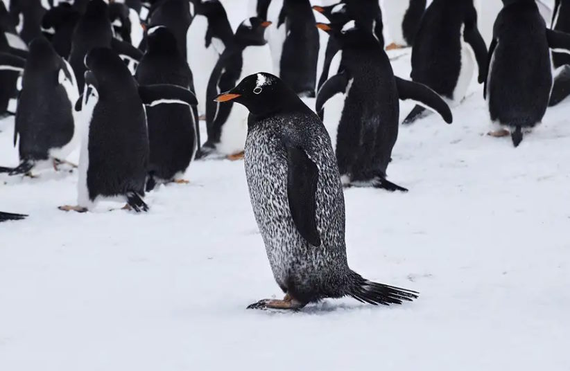 pinguino maculato