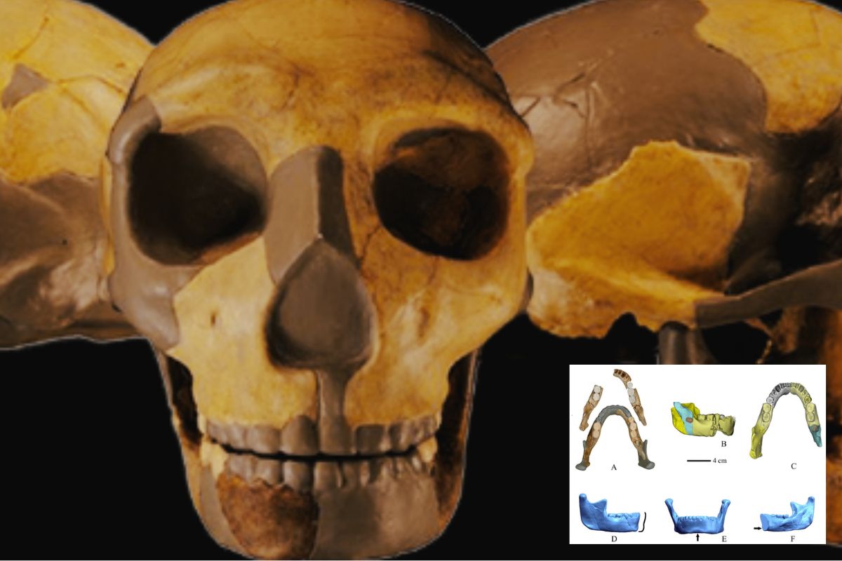 Incredible: 300,000-year-old ancestral remains unlike any other human fossil ever found