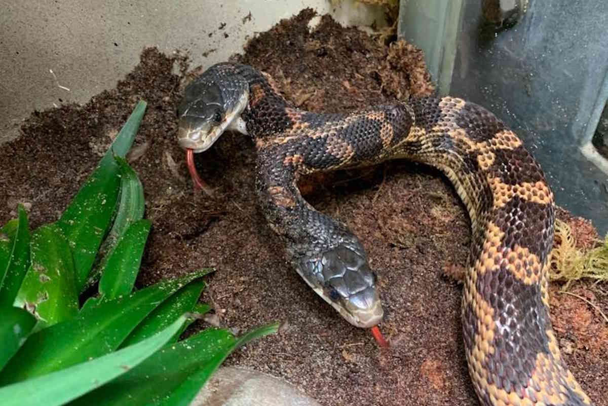 serpente due teste