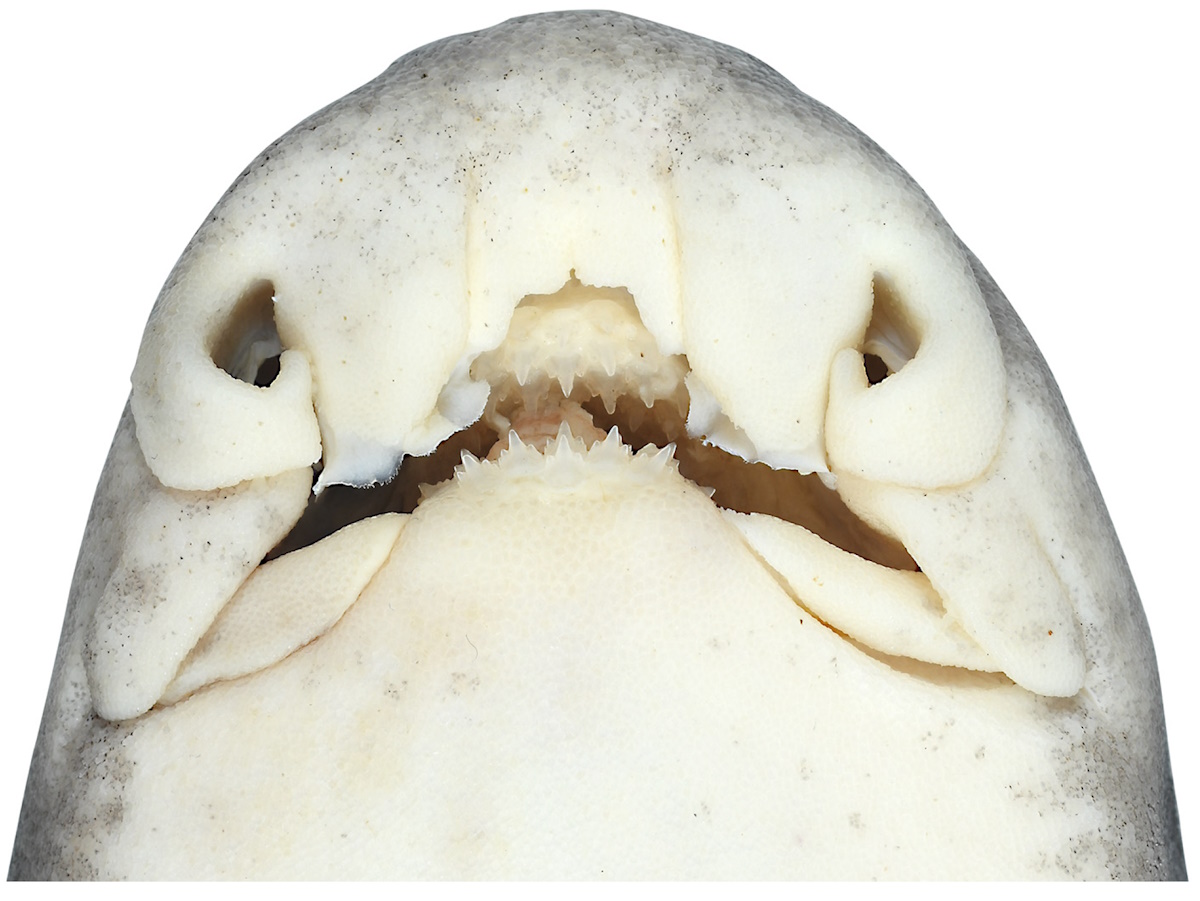 squalo denti umani australia