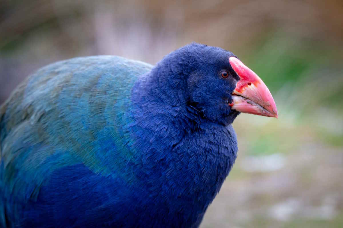Takahe, dichiarato estinto nel 1898, il preistorico uccello blu sta tornando gradualmente a popolare la Nuova Zelanda 
