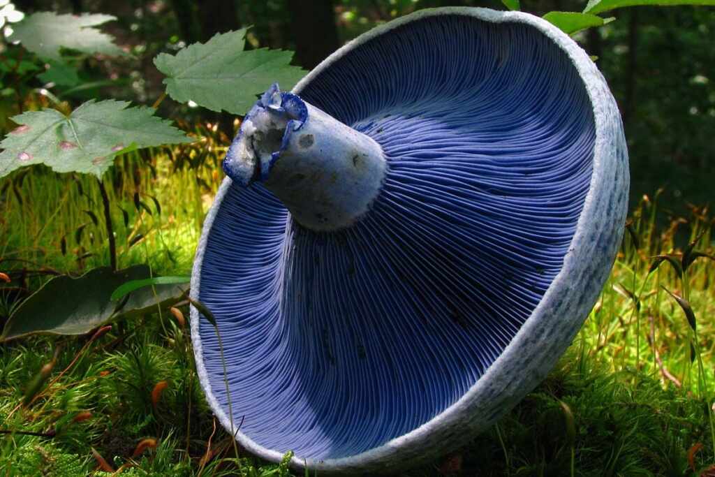Azulene fungo
